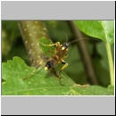 Amblyteles armatorius - Schlupfwespe m01a 14mm-fdet02.jpg